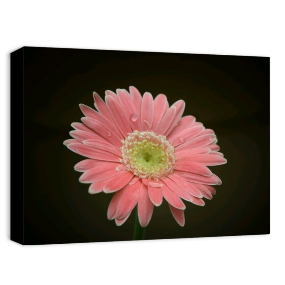 "A Pink Bloom" Photo on Canvas